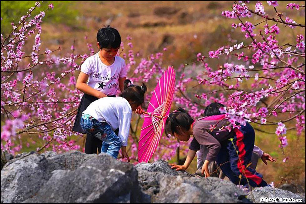 【春天,广西桂林灌阳县向您发出邀请!】望月岭上桃花开 - 游山玩水 - 那曲生活社区 - 那曲28生活网 nq.28life.com