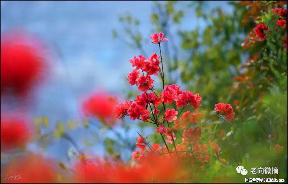 【春天,广西桂林灌阳县向您发出邀请!】登麒麟山,相约映山红 - 游山玩水 - 那曲生活社区 - 那曲28生活网 nq.28life.com