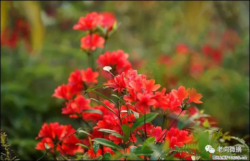 【春天,广西桂林灌阳县向您发出邀请!】登麒麟山,相约映山红 - 游山玩水 - 那曲生活社区 - 那曲28生活网 nq.28life.com