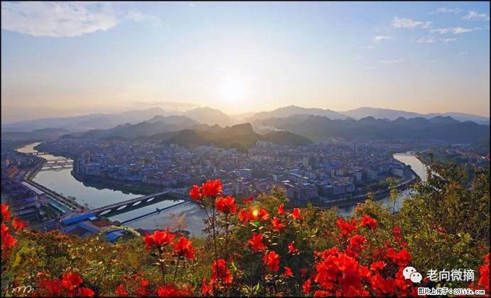 【春天,广西桂林灌阳县向您发出邀请!】登麒麟山,相约映山红 - 游山玩水 - 那曲生活社区 - 那曲28生活网 nq.28life.com