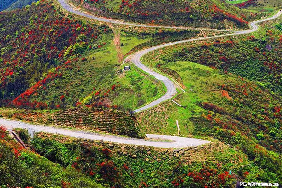 【春天,广西桂林灌阳县向您发出邀请!】春木界上映山红 - 游山玩水 - 那曲生活社区 - 那曲28生活网 nq.28life.com