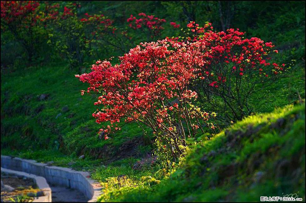 【春天,广西桂林灌阳县向您发出邀请!】春木界上映山红 - 游山玩水 - 那曲生活社区 - 那曲28生活网 nq.28life.com