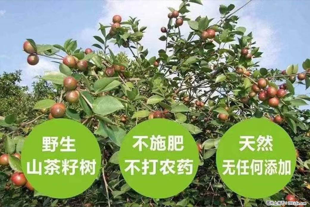 【灌阳县油茶产业示范区】一个有着充实的精神生活的人,对待身外之物自会有一种淡泊的态度 - 土特产 - 饮食特产 - 那曲分类信息 - 那曲28生活网 nq.28life.com