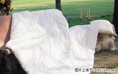 被子有异味？只要这样做，比晒太阳还强100倍！ - 家居生活 - 那曲生活社区 - 那曲28生活网 nq.28life.com