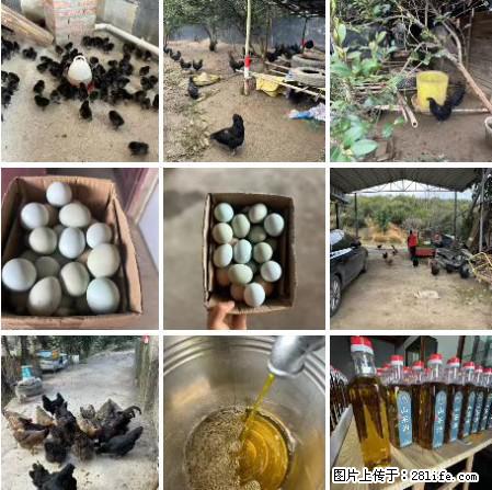 油茶园从小鸡仔开始养起的纯土鸡、土鸡蛋可以预定啦!还有前几天刚榨的纯山茶油哦 - 土特产 - 饮食特产 - 那曲分类信息 - 那曲28生活网 nq.28life.com