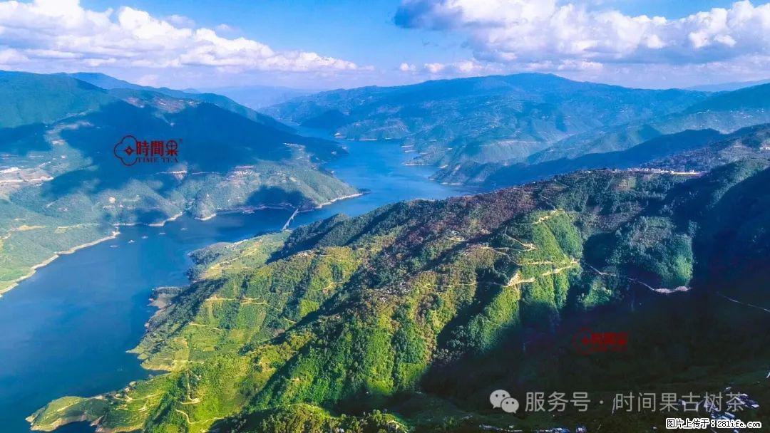 时间果百年古树龙珠普洱生茶 - 购物交流 - 那曲生活社区 - 那曲28生活网 nq.28life.com