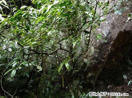 平乐石崖茶，珍贵仅次于金花茶 - 那曲生活资讯 - 那曲28生活网 nq.28life.com