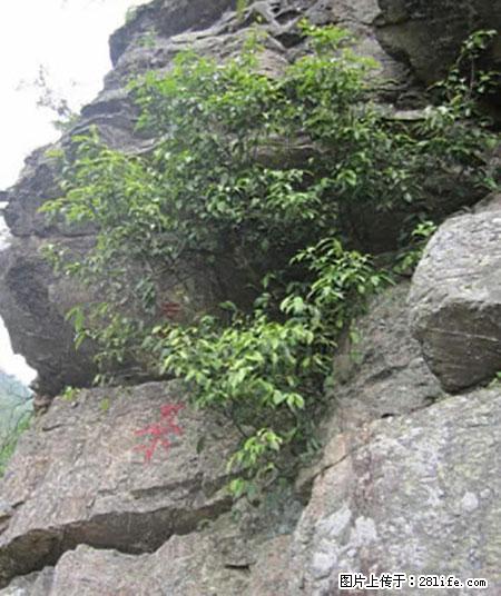 平乐石崖茶，珍贵仅次于金花茶 - 那曲生活资讯 - 那曲28生活网 nq.28life.com