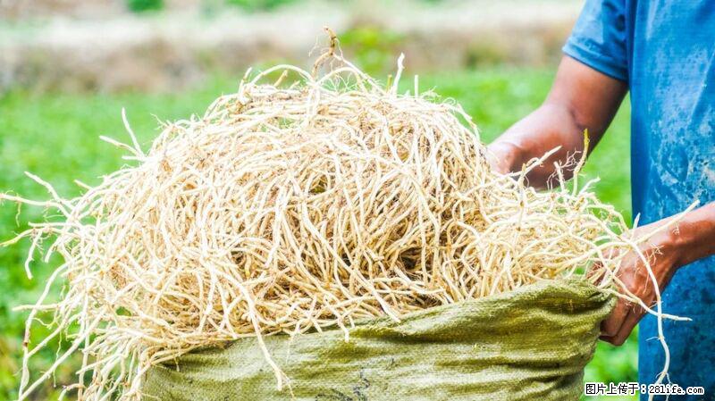 堪称“最难吃”的蔬菜,却是 “抗辐射神器”,还能护肺、清热、止咳化痰! - 那曲生活资讯 - 那曲28生活网 nq.28life.com