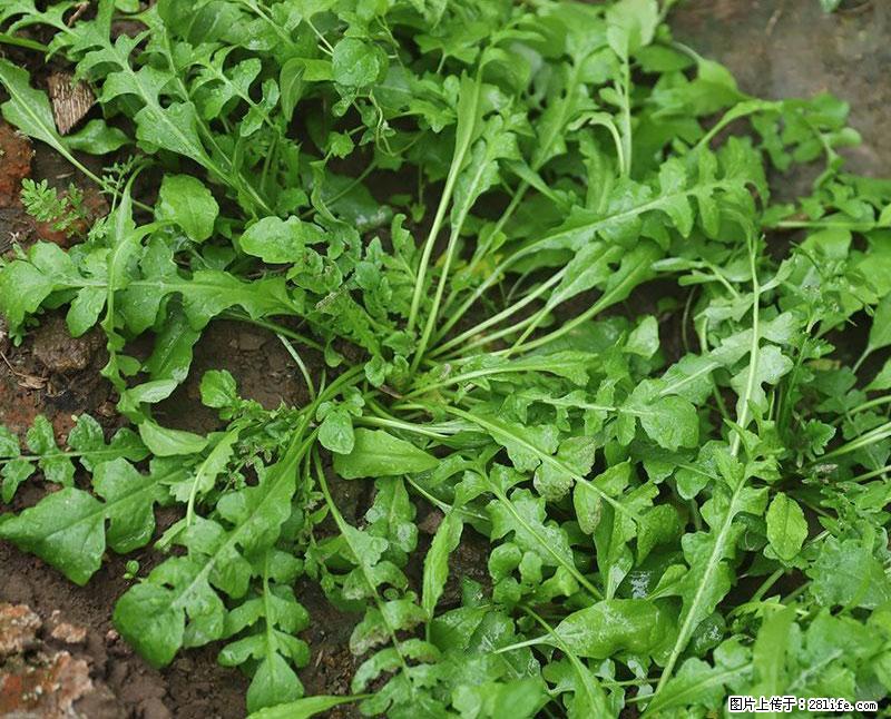 这些蔬菜是“天然钙片”，这6种被医生重点推荐 - 那曲生活资讯 - 那曲28生活网 nq.28life.com