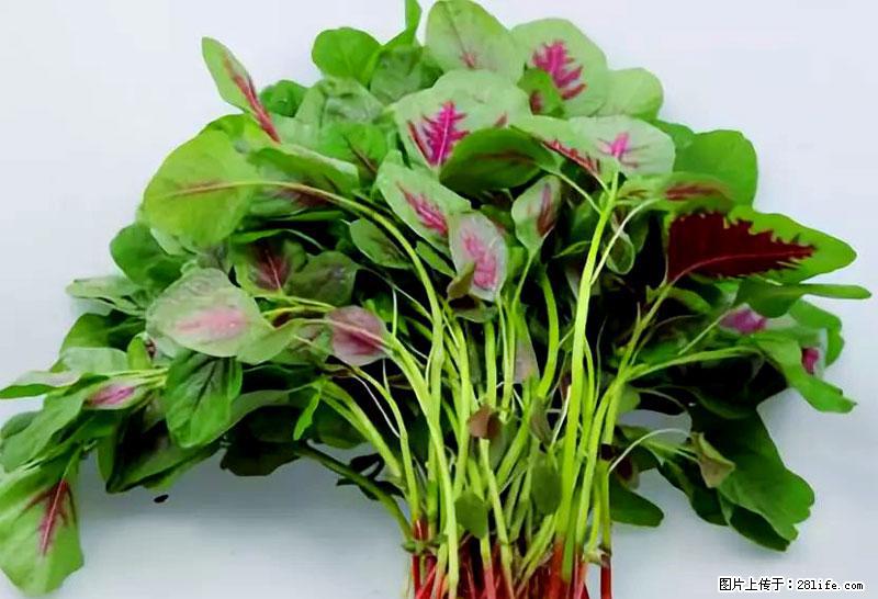 这些蔬菜是“天然钙片”，这6种被医生重点推荐 - 那曲生活资讯 - 那曲28生活网 nq.28life.com