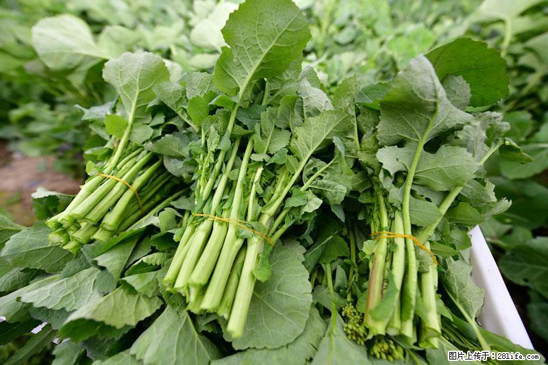 这些蔬菜是“天然钙片”，这6种被医生重点推荐 - 那曲生活资讯 - 那曲28生活网 nq.28life.com